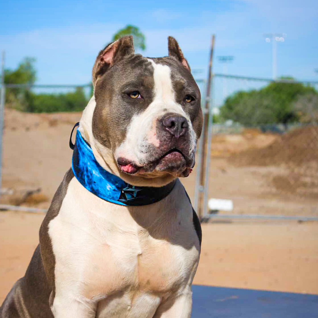 The Vader Limited Collar