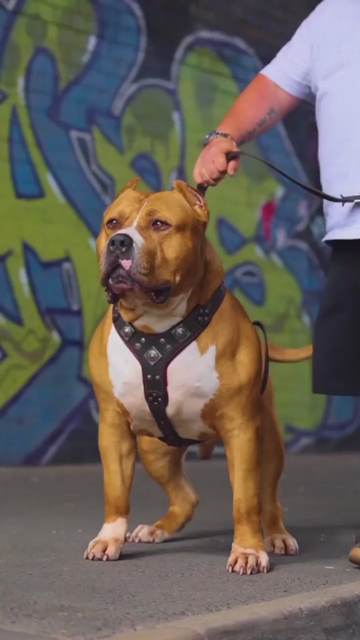 The "Eros" harness black & red