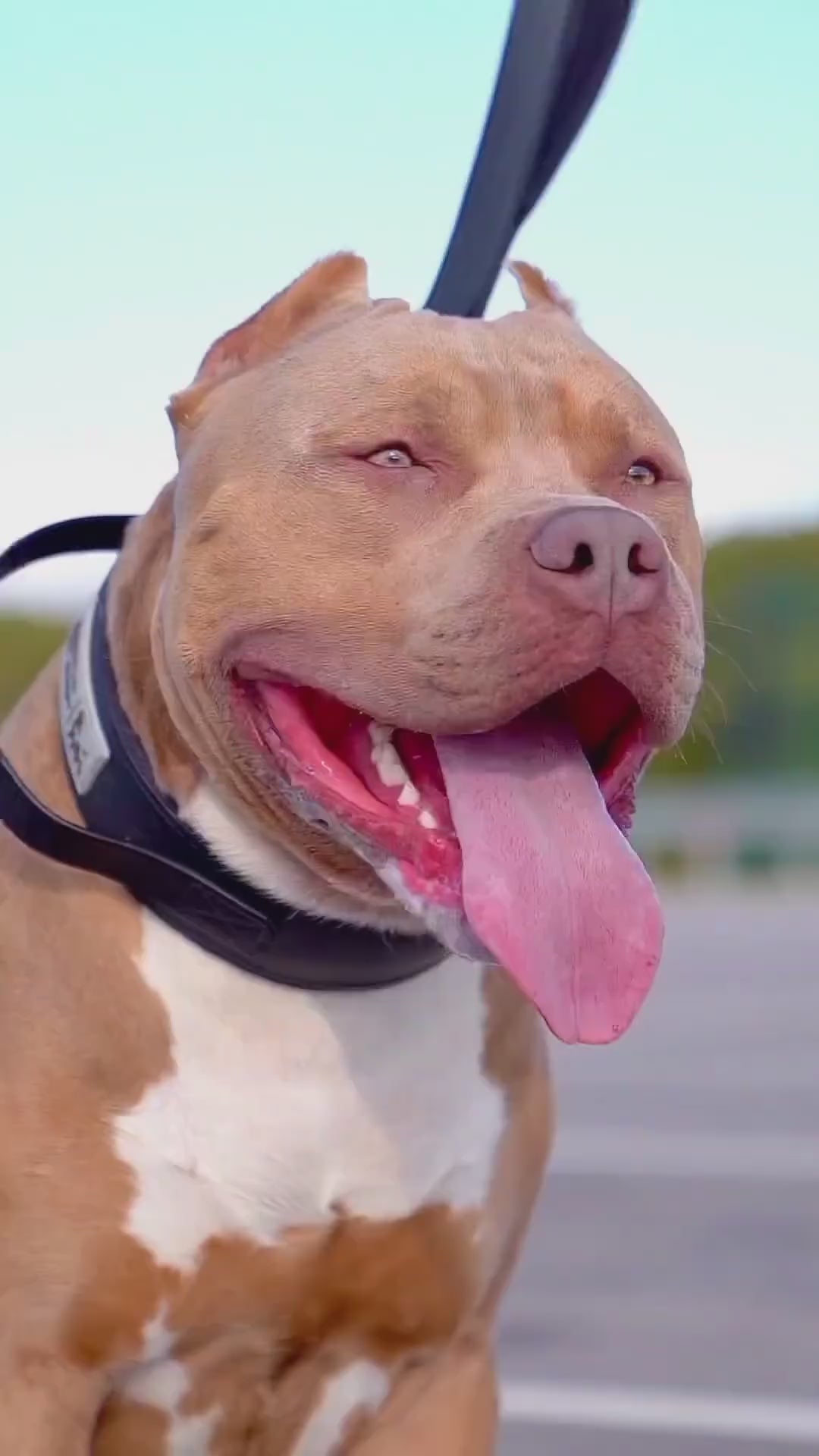 BESTIA DOG SPORT HANDLE COLLAR