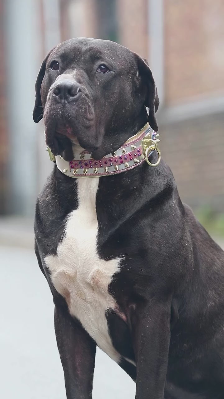 The Candy Dog Collar