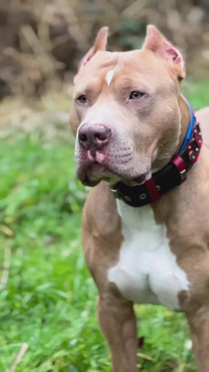 ''Captain America'' Collar