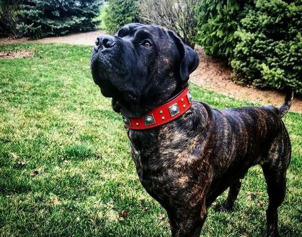 The "Eros" collar 2.5 inch wide RED
